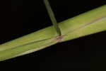 Mudbank crowngrass